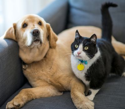 cat and dog lying on a couch.