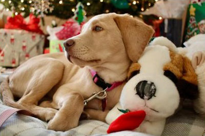 Christmas pup.