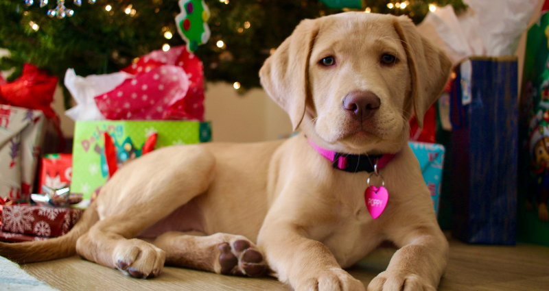 Untitled design puppy by a christmas tree.