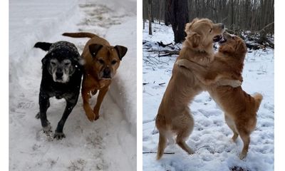 dogs playing in the snow in Schenectady, NY.