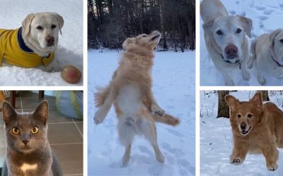 Winter Pet Care You Can Trust in Schenectady County