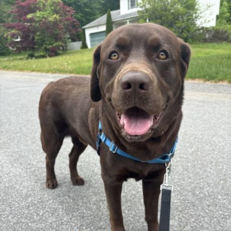 chocolate lab.