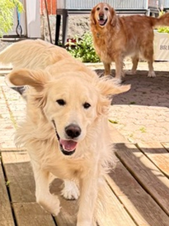 2 golden retrievers.