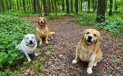 Summer Pet Safety: Keeping Pets Safe, Happy, and Healthy All Season Long