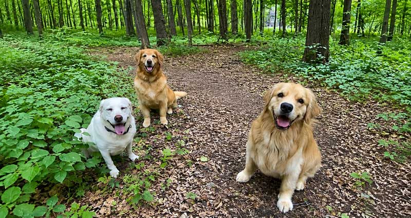 Summer Pet Safety: Keeping Pets Safe, Happy, and Healthy All Season Long