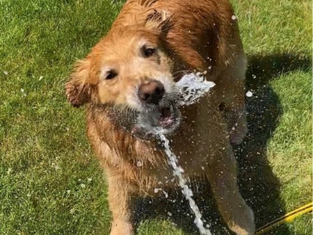 Golden retriever playing with a water hose.