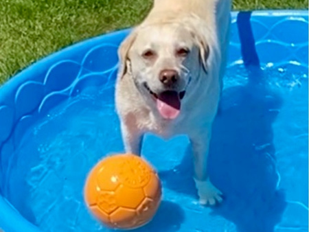 Labrador retriever playing with a ball in a kiddie pool.