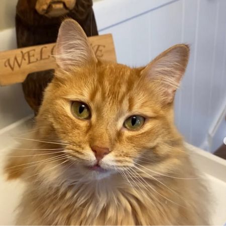 long haired orange cat.
