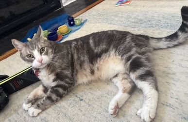 a cat lying on the floor.