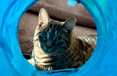 cat looking through a tunnel.