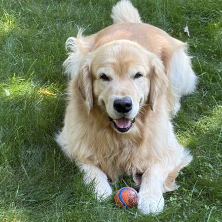 golden retriever playing with a ball.