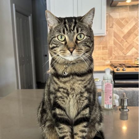 tiger cat.