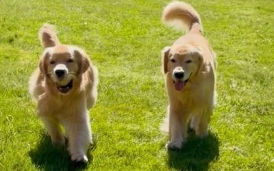 Why In-Home Pet Care May Be Better Than Boarding