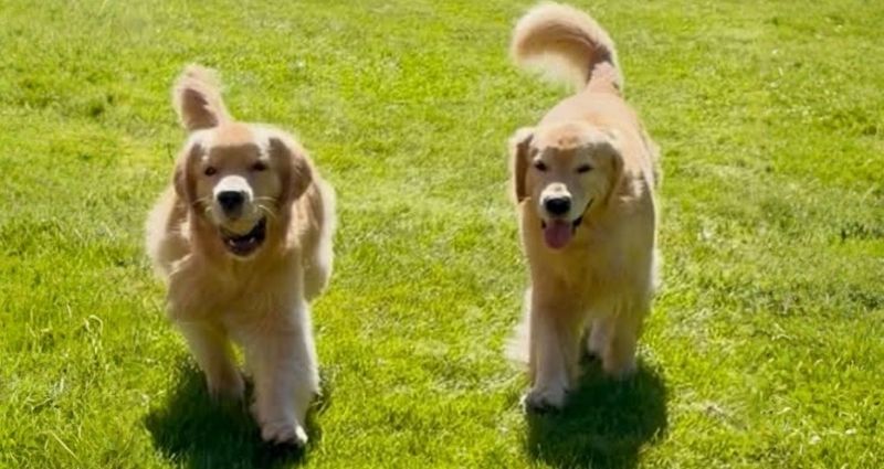 Why In-Home Pet Care May Be Better Than Boarding