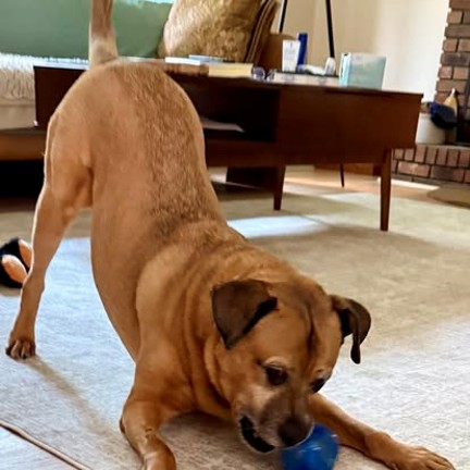 dog playing with a ball.